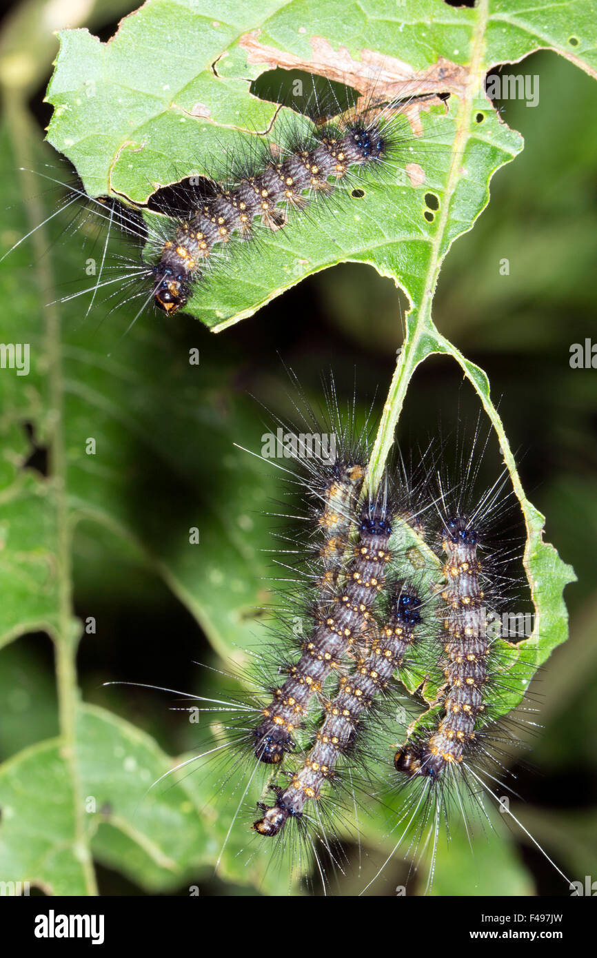 Gruppe von haarigen Raupen Essen ein Blatt in den Regenwald Unterwuchs, Ecuador Stockfoto