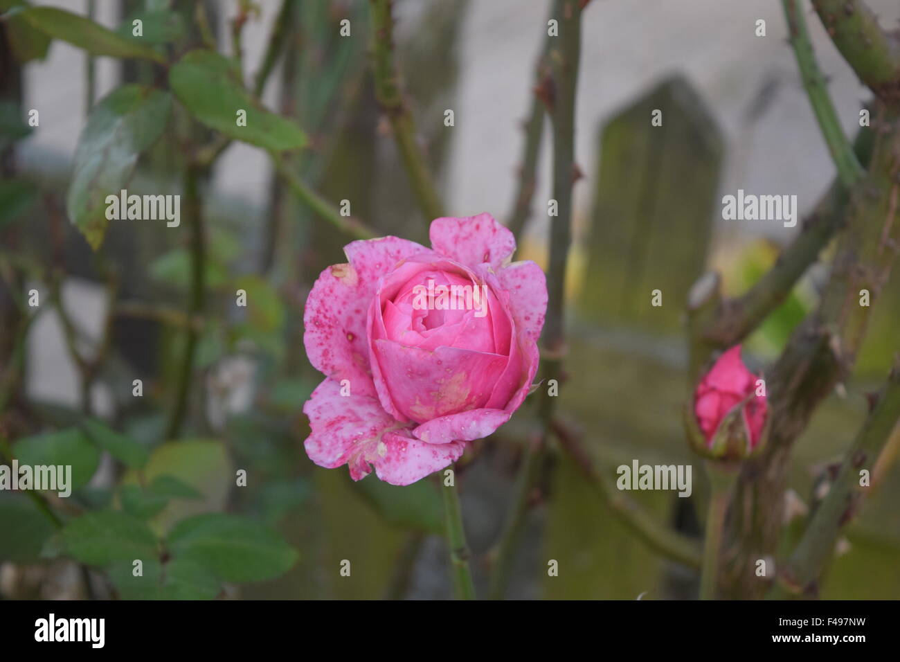 Hell rosa Rose Stockfoto