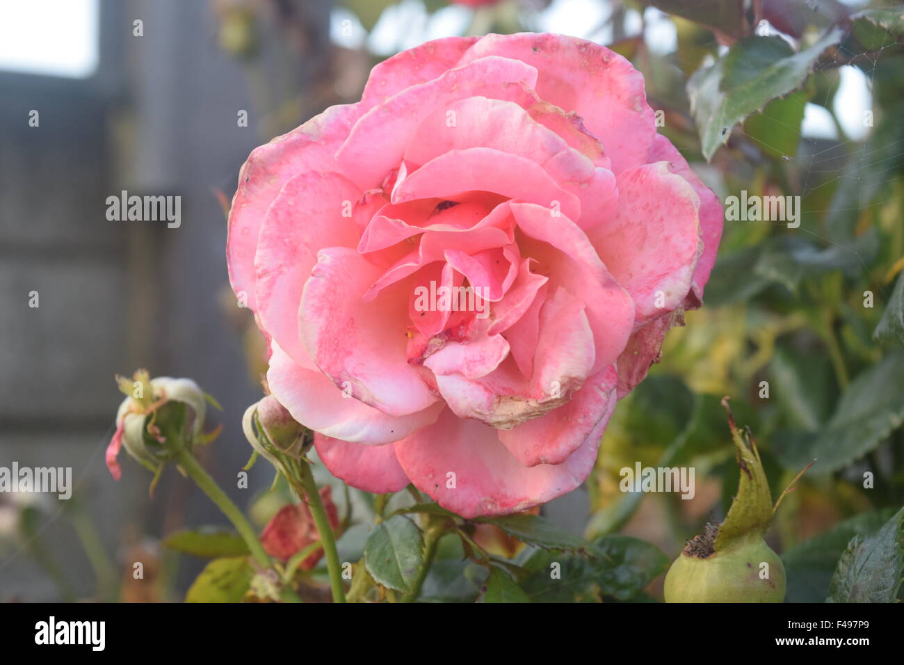 Rosa Rose Stockfoto