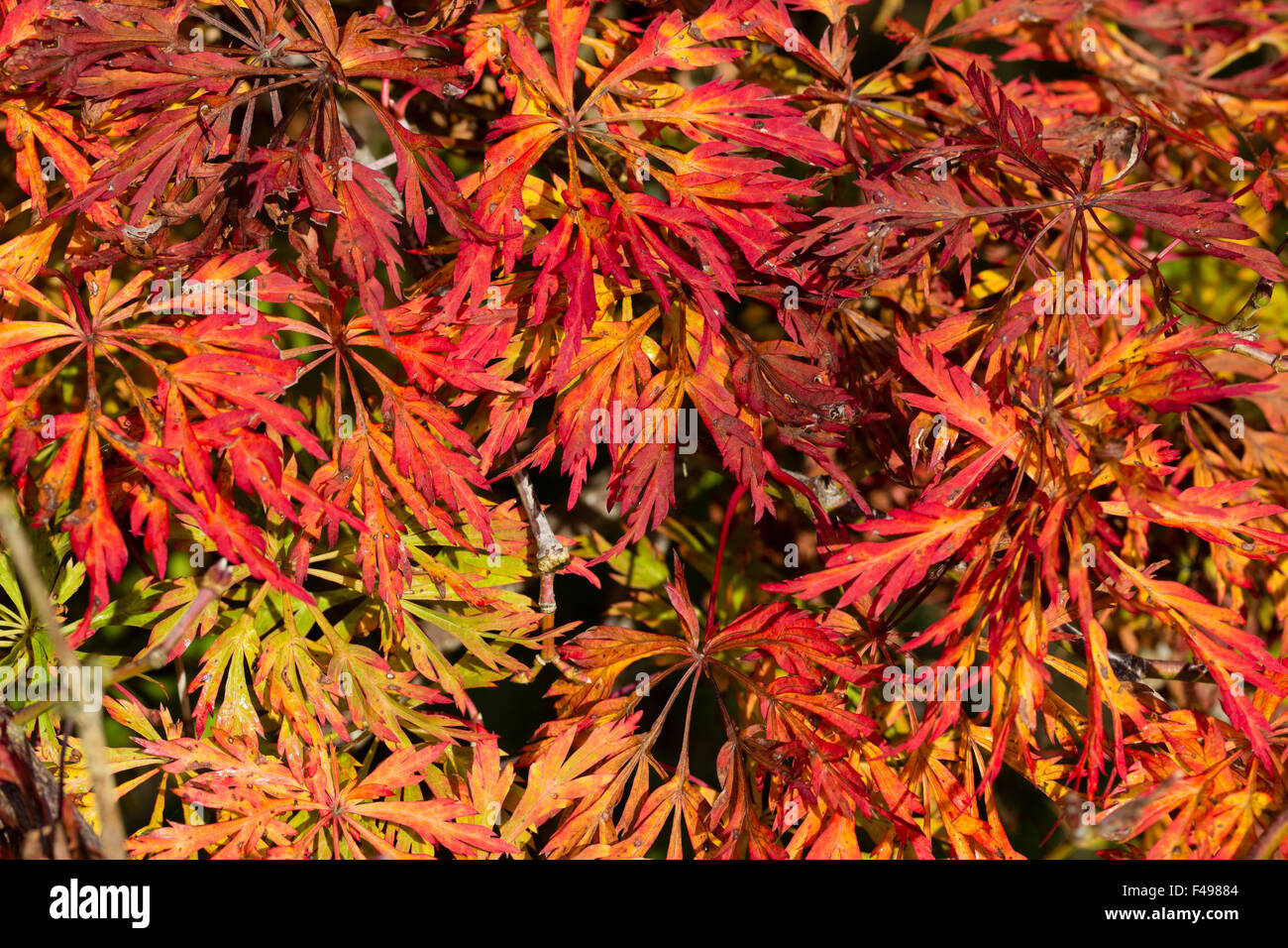 Herbstfärbung in das Laub der japanische Ahorn, Acer Japonicum 'Green Cascade' Stockfoto