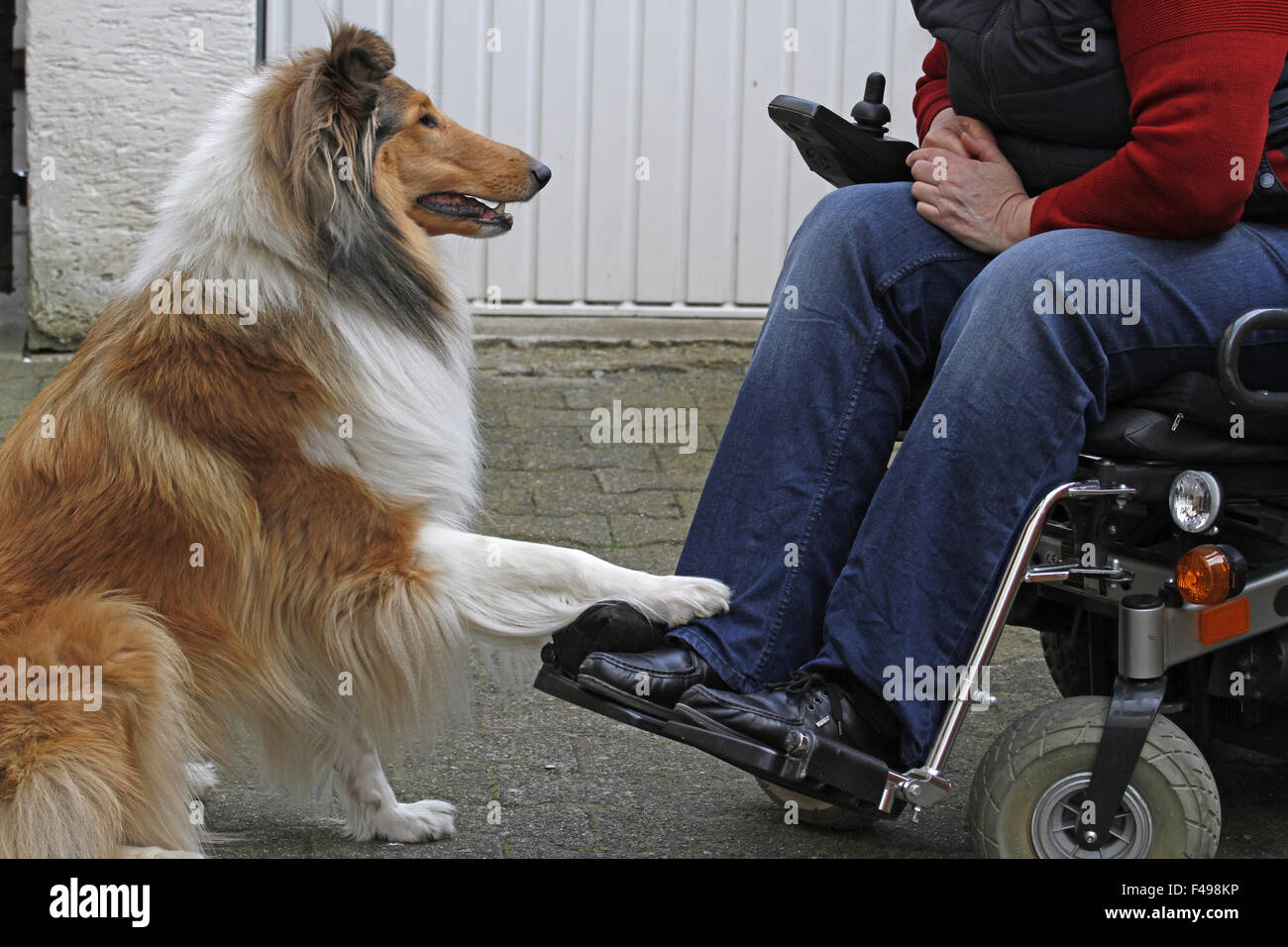 Begleithund Stockfoto