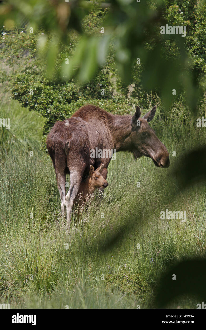 Elch mit Kalb Stockfoto