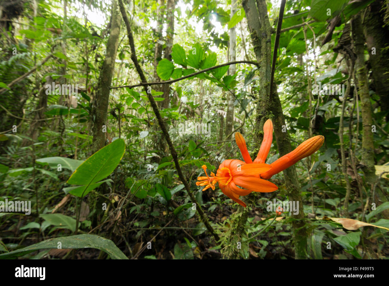 Passiflora Spinosa, eine tropische Passionsblume blüht in den Regenwald Unterwuchs, Ecuador Stockfoto