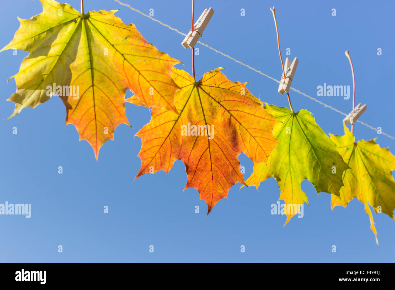 An einer Wäscheleine hängen Blätter im Herbst Stockfoto