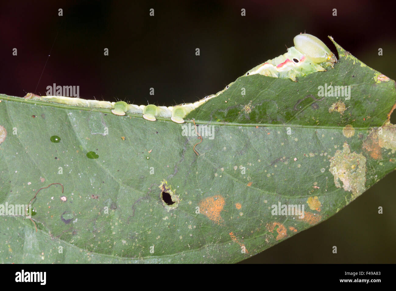 Kryptische grüne Raupe Essen ein Blatt in den Regenwald, Ecuador Stockfoto