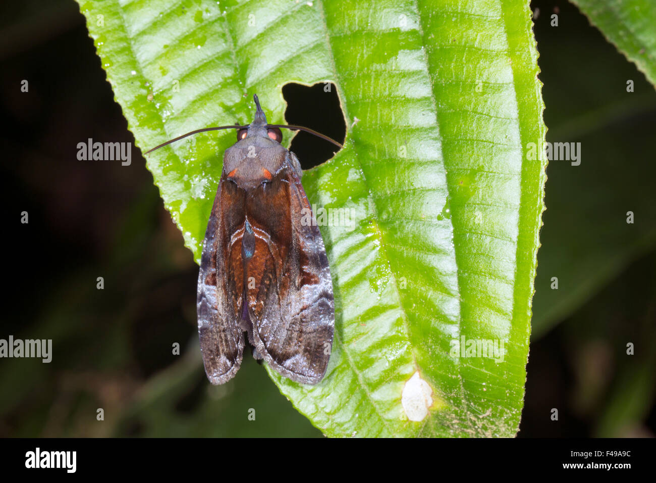 Motte ruht auf einem Blatt Regenwald, Ecuador Stockfoto