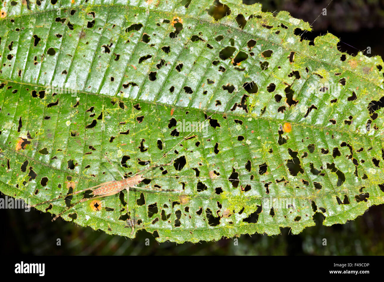 Grashuepfer Nymphe sitzt auf einem Blatt mit vielen Löchern gemacht durch browsing Insekten im Regenwald Unterwuchs, Ecuador Stockfoto