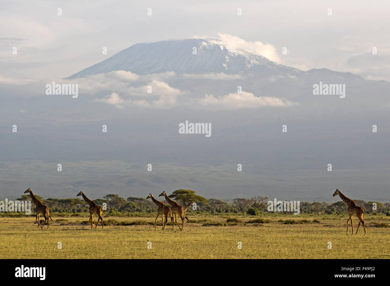 Rothschild Giraffe Gruppe mit dem Kilimandscharo im Hintergrund. Amboseli Nationalpark, Kenia, Afrika Stockfoto