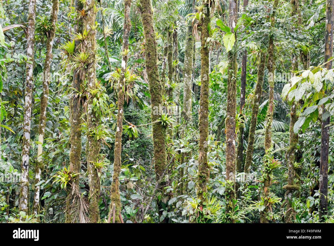 Bemooste Baumstämme mit Bromelien und Epiphyten im Regenwald Ecuadors Stockfoto