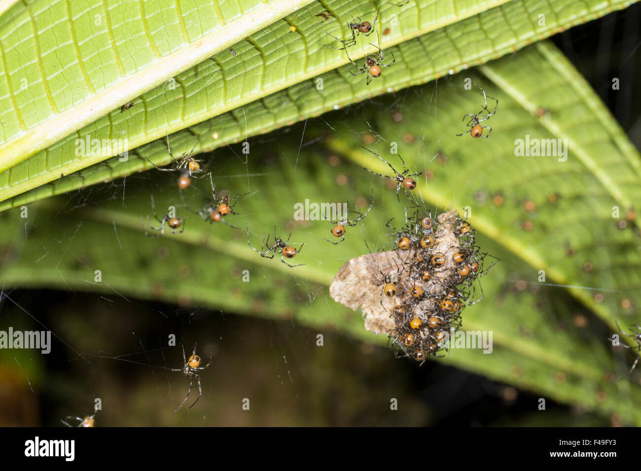 Soziale Spinnen (Theridion Nigroannulatum) teilen eine Motte gefangen in ihr Netz in den Regenwald, Ecuador Stockfoto