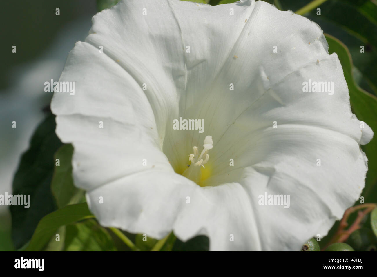 Hecke Ackerwinde Stockfoto