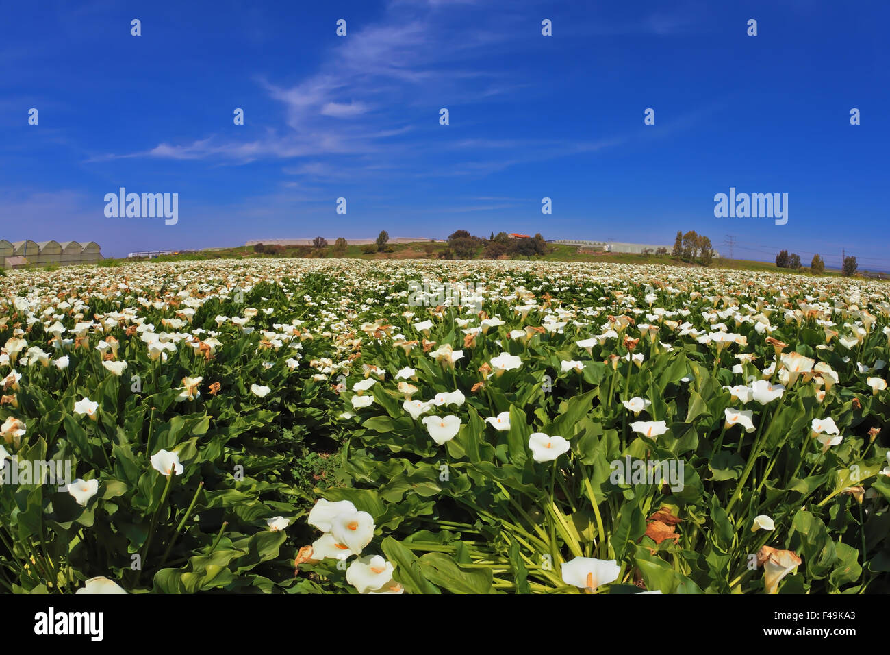 Bildnerischen Bereich der weißen Blüten Stockfoto