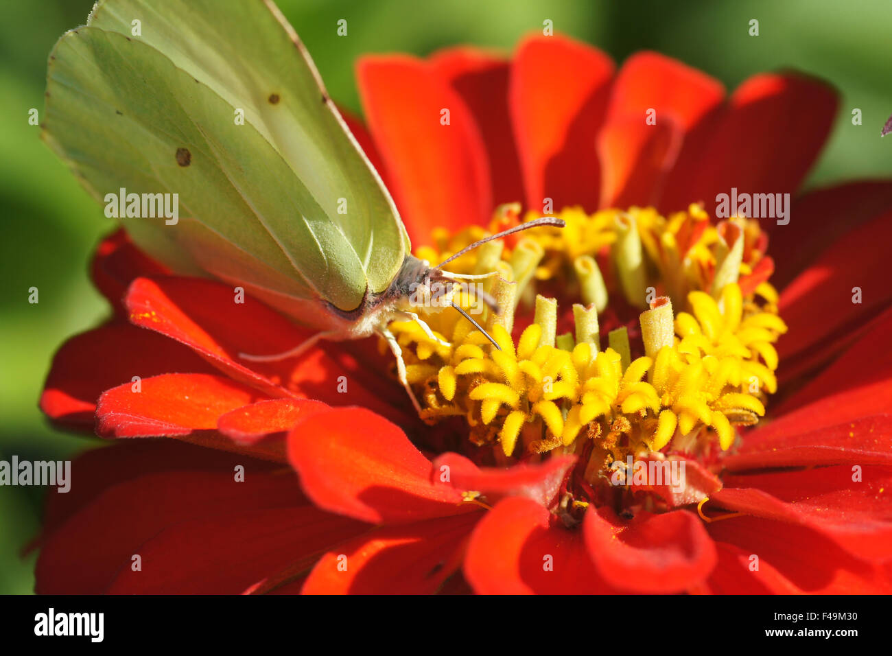 Schwefel auf Zinnie Stockfoto