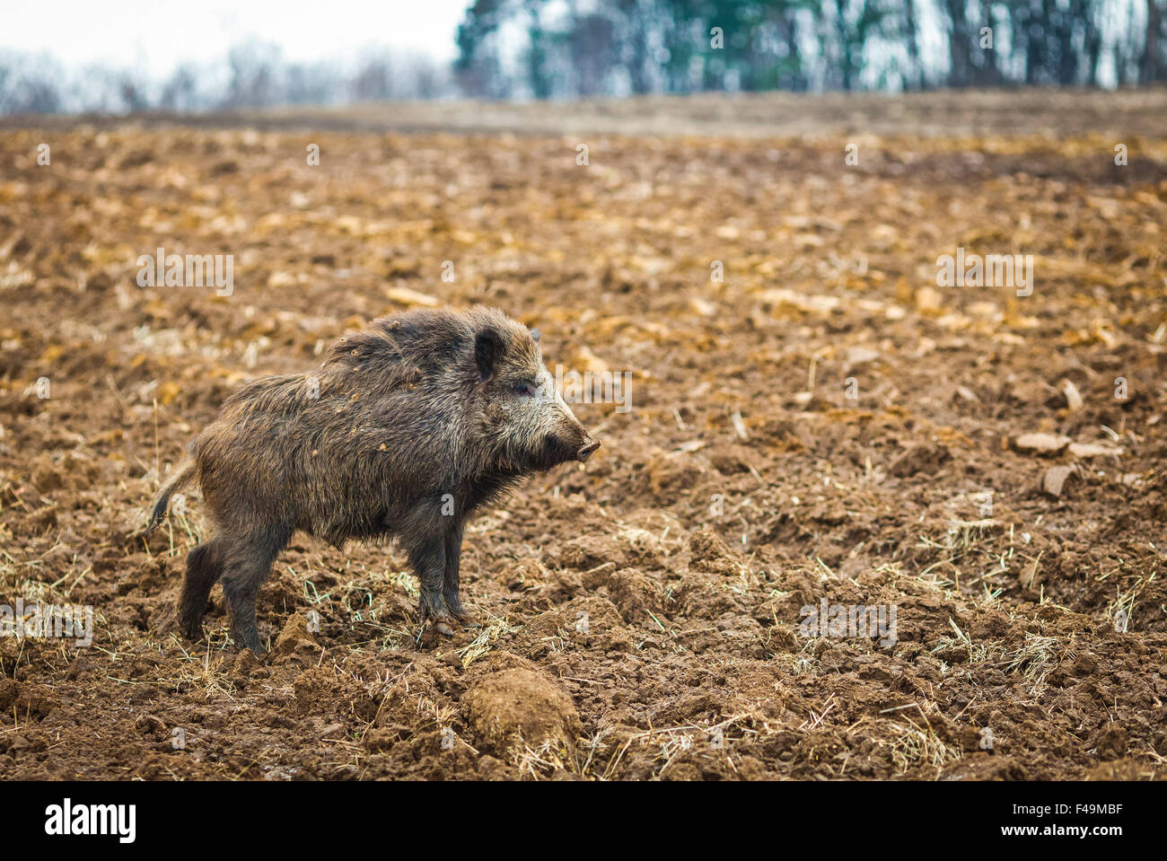 Wildschwein auf landwirtschaftlich genutzten Flächen (Sus Scrofa) Stockfoto