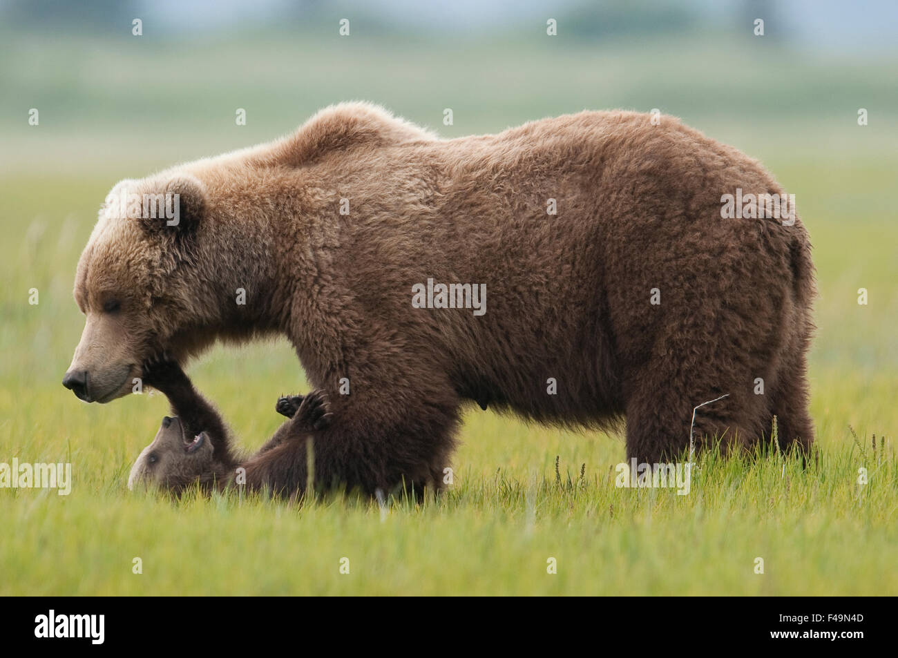 Alaska Braunbär Mutter und Junge. Alaska Stockfoto