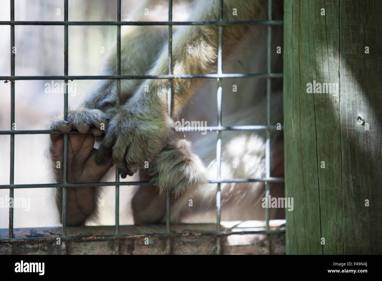 Detail von Fuß und Hand des Affen auf dem Käfig Stockfoto