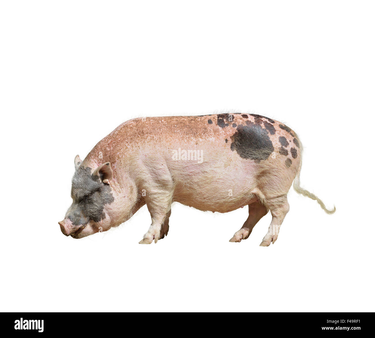 Bauernhof rosa und schwarze Schwein isoliert auf weißem Hintergrund Stockfoto