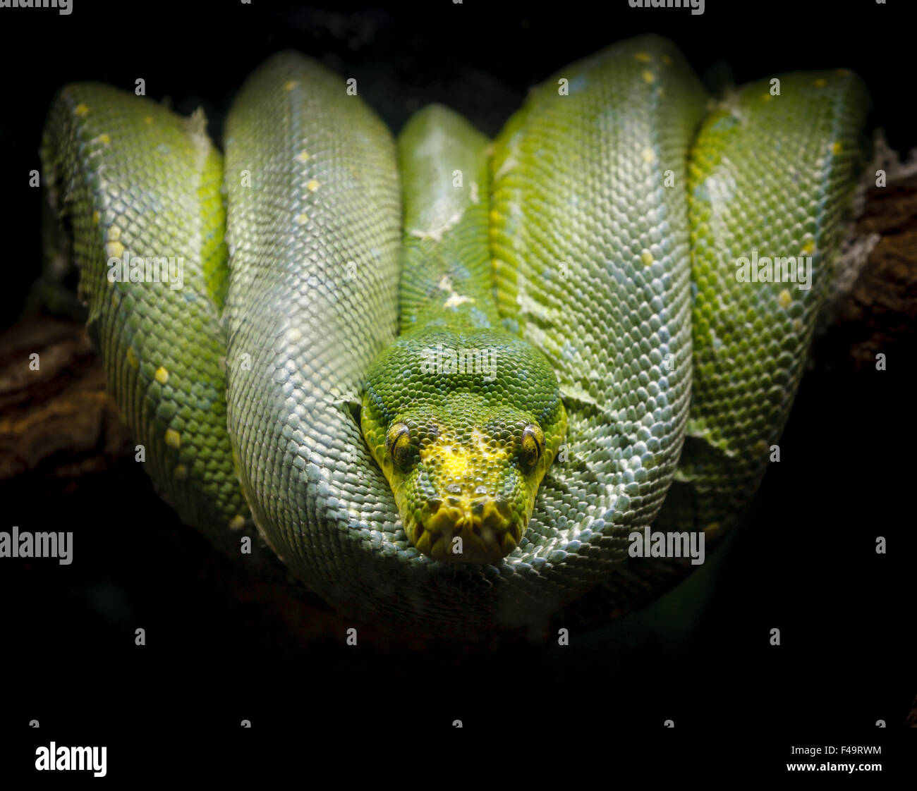 Grüne Python (Morelia Viridis) zusammengerollt bequem auf einem Ast. Fotografie von einer Schlangenarten der Familie fast. Stockfoto