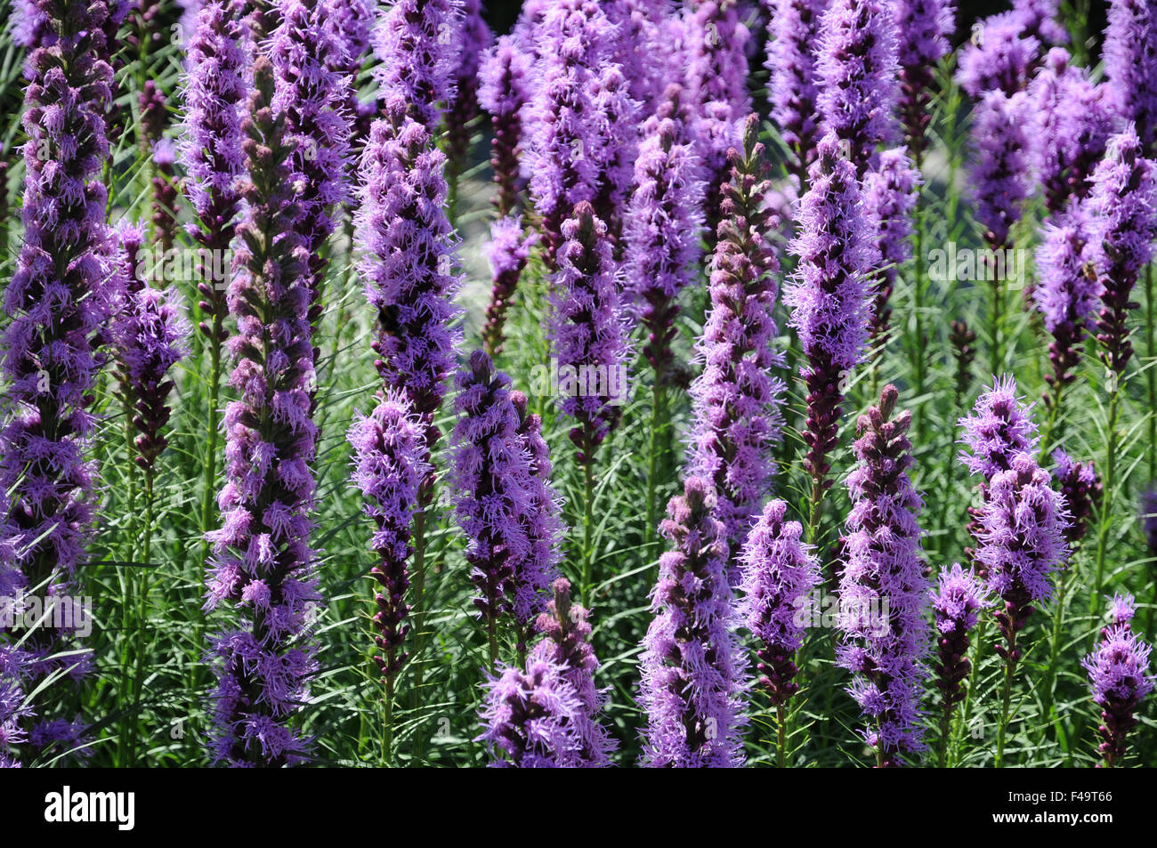Dichten Blazing star Stockfoto