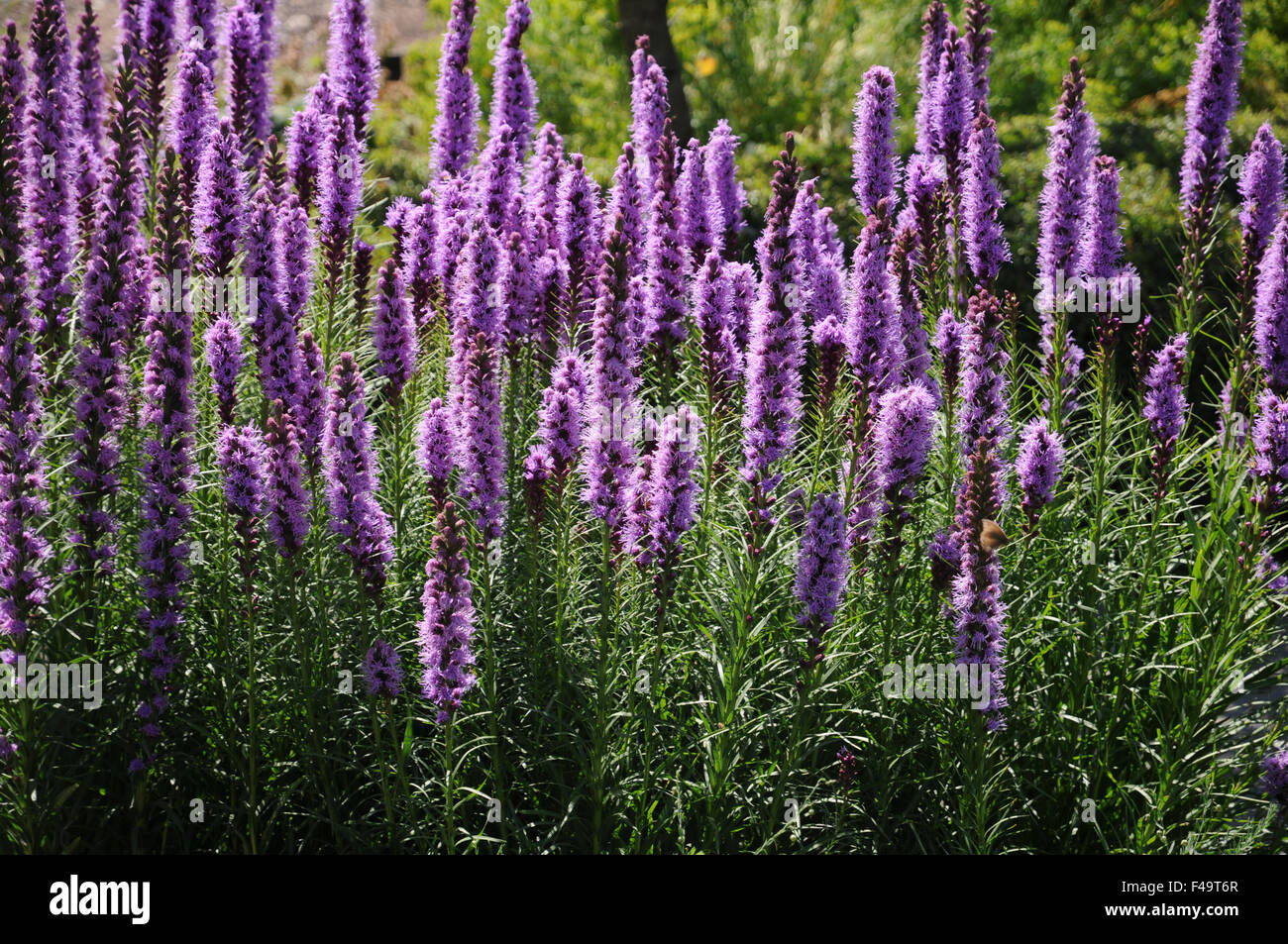 Dichten Blazing star Stockfoto