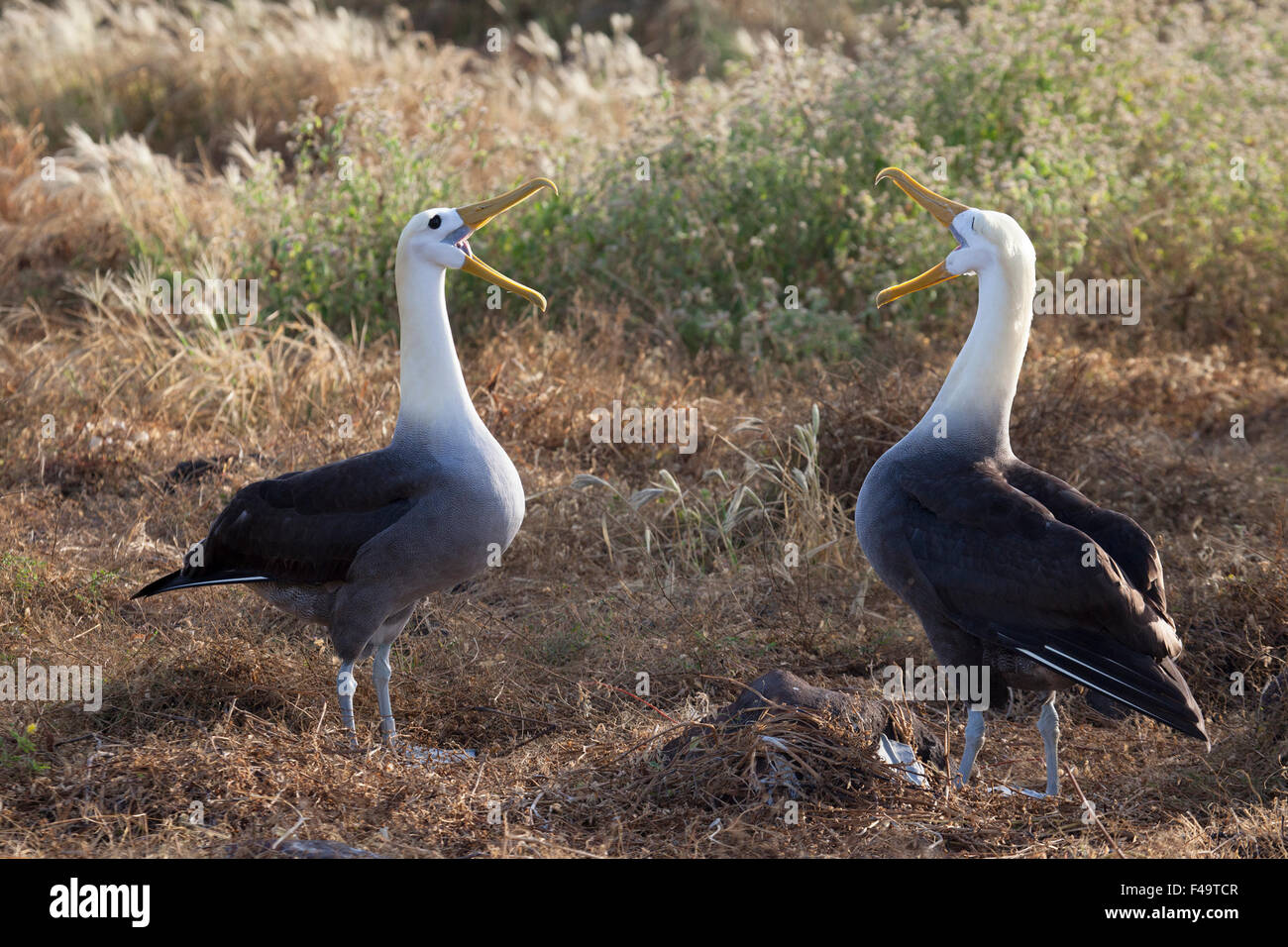Waved Albatross Paar Werbungsanzeige, Punta Suarez auf der Espanola Insel auf den Galapagos Inseln. Phoebastria irrorata, vom Aussterben bedrohte Arten Stockfoto