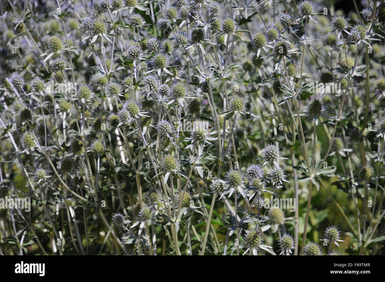 Flache Meer holly Stockfoto