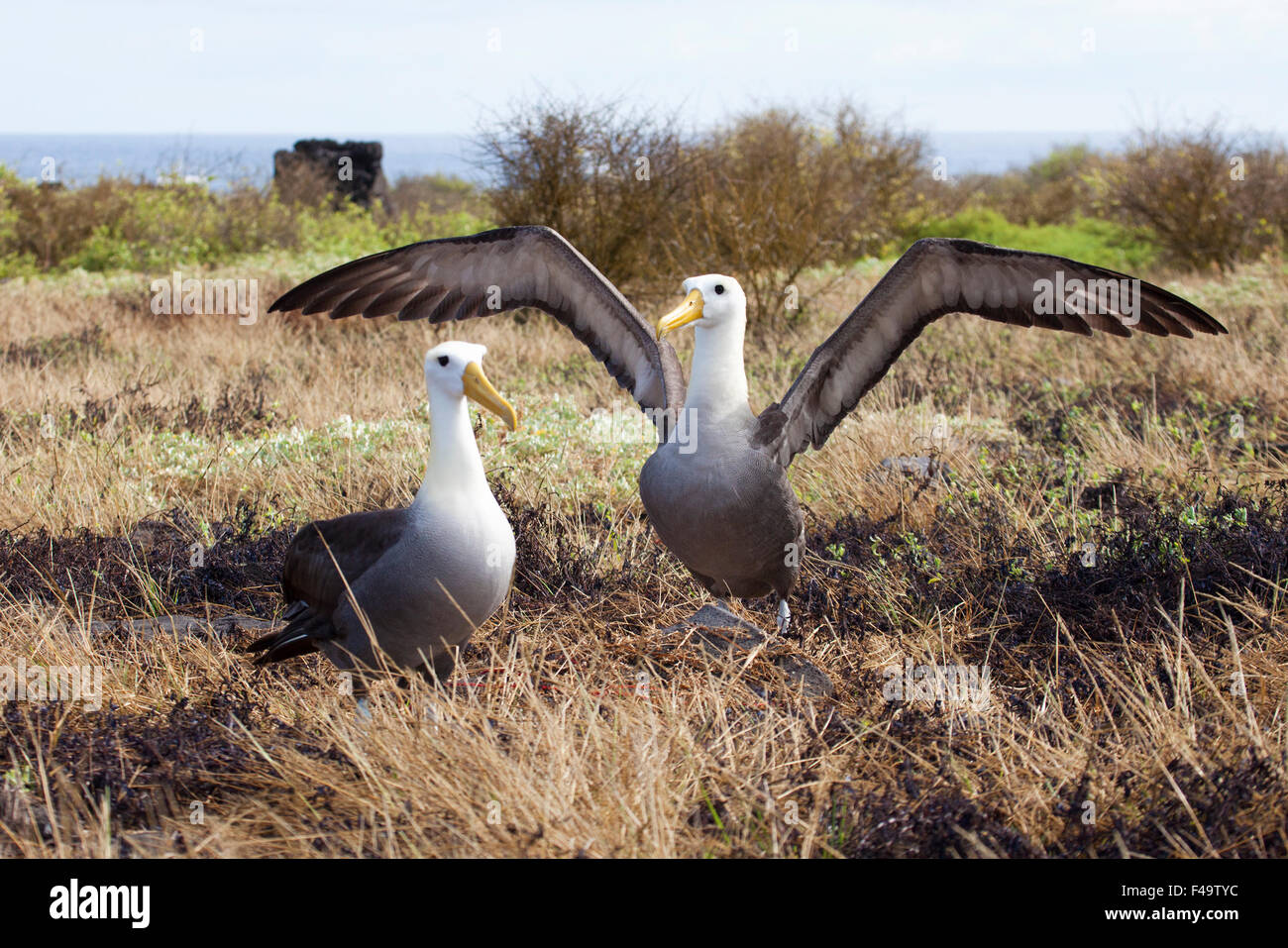 Waved Albatross Pair (Phoebastria irrorata) Balzritual Tanz auf den Galapagos Inseln. Vom Aussterben bedrohte Arten. Stockfoto
