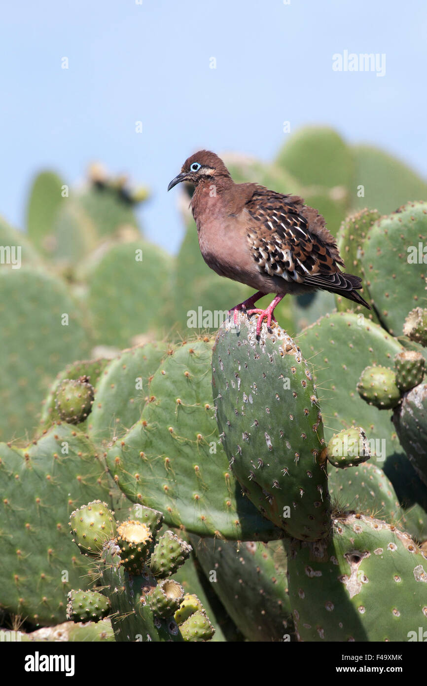Galapagos Dove (Zenaida galapagoensis) auf dem Kaktus der Stachelpfeife (Opuntia galapageia) Stockfoto