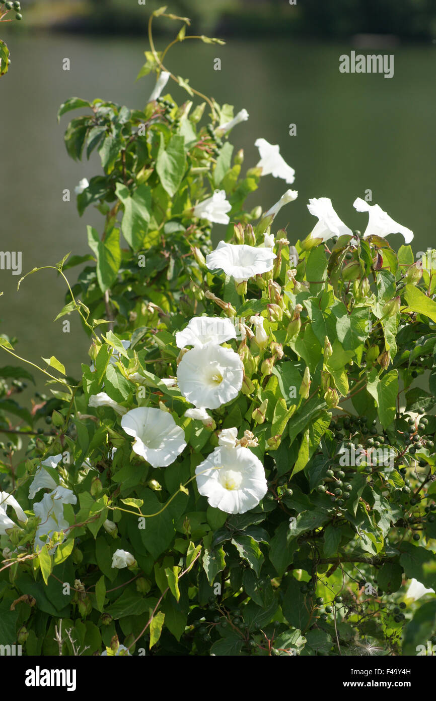 Hecke Ackerwinde Stockfoto