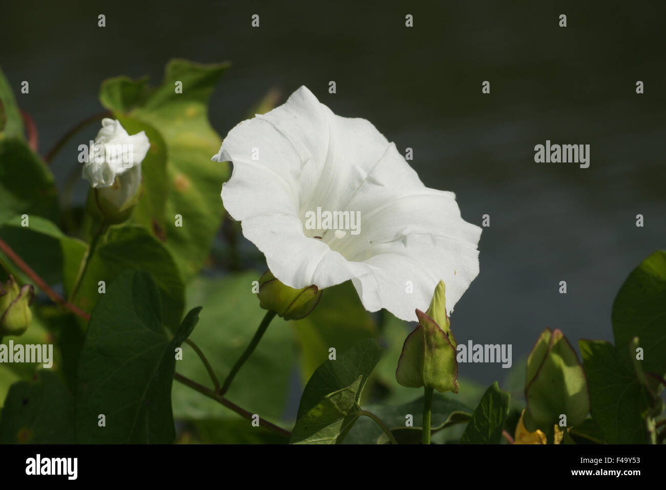 Hecke Ackerwinde Stockfoto