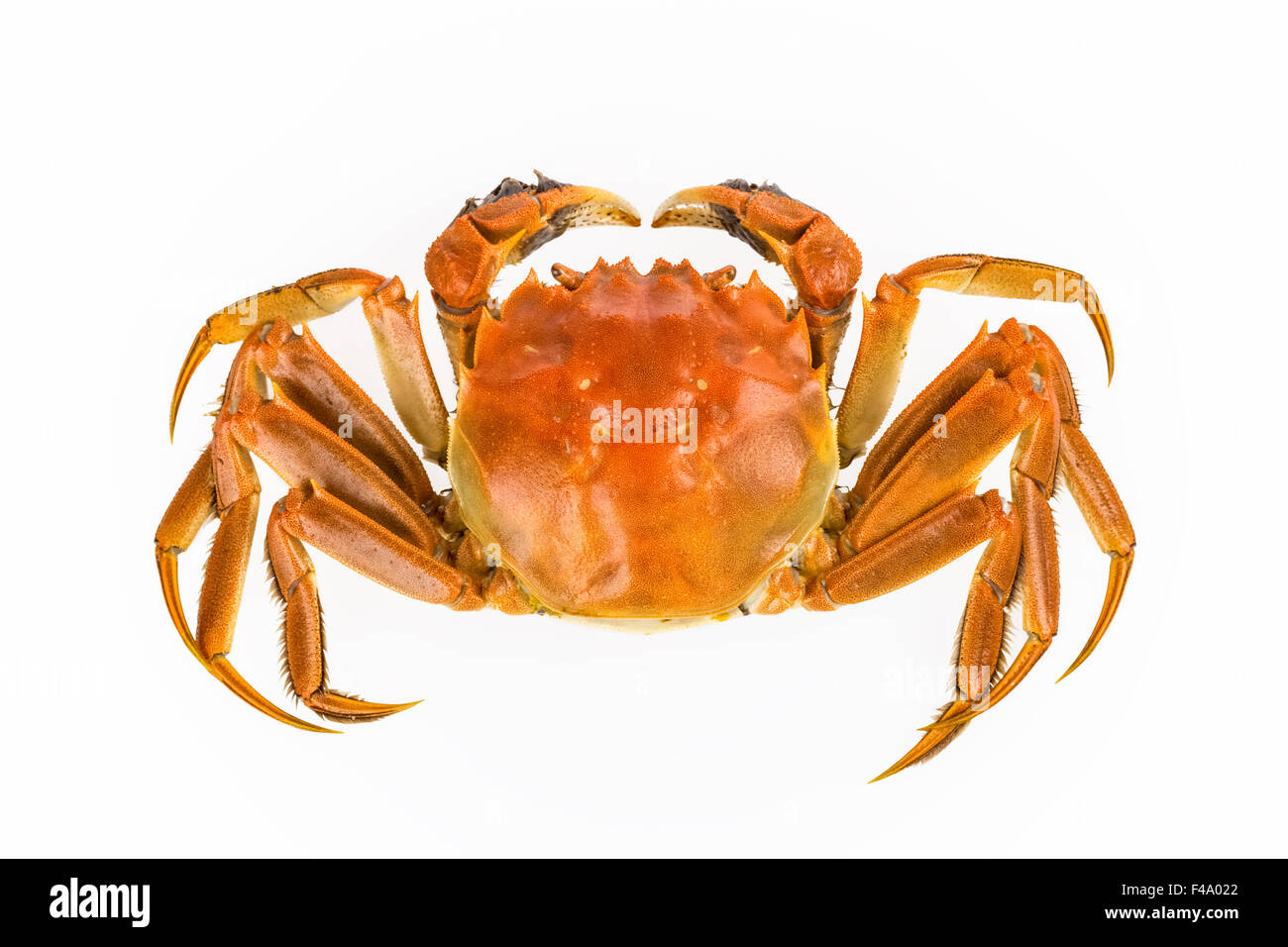köstliche Frischwasser Krabbe Stockfoto