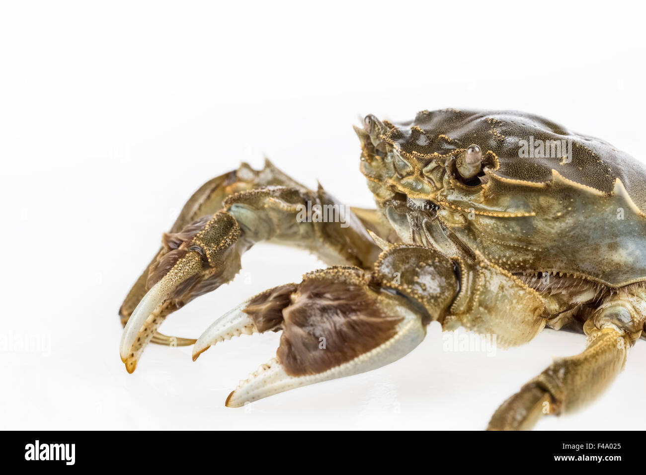 Süßwasser-Krabben-Makro Stockfoto