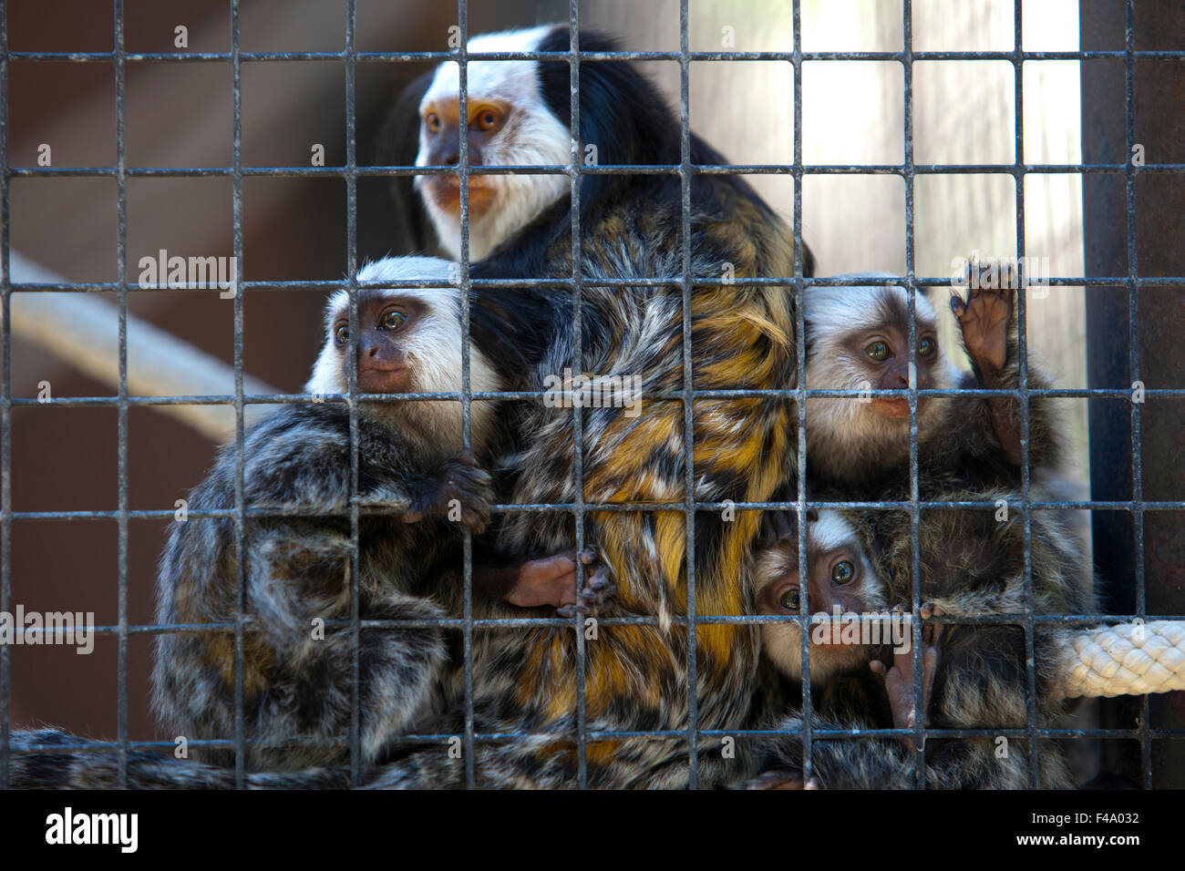 Familie getuftet-Schmuckschildkröte Krallenaffen hinter den Käfig des Zoos Stockfoto