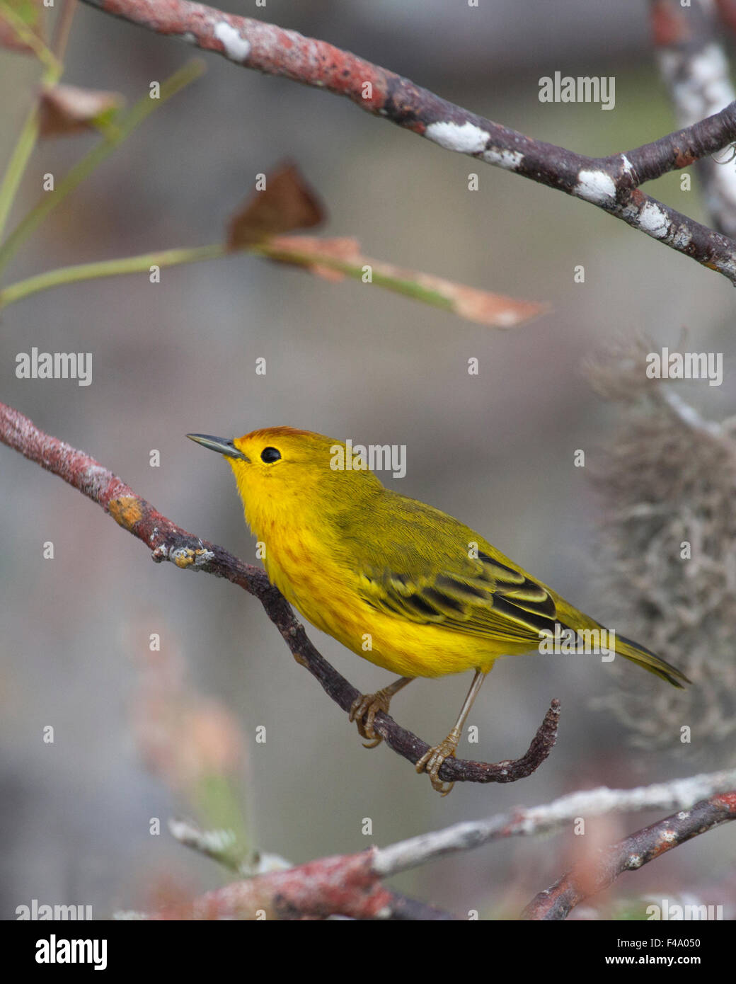 Schnäpperrohrsänger männlich (Dendroica Petechia) Stockfoto