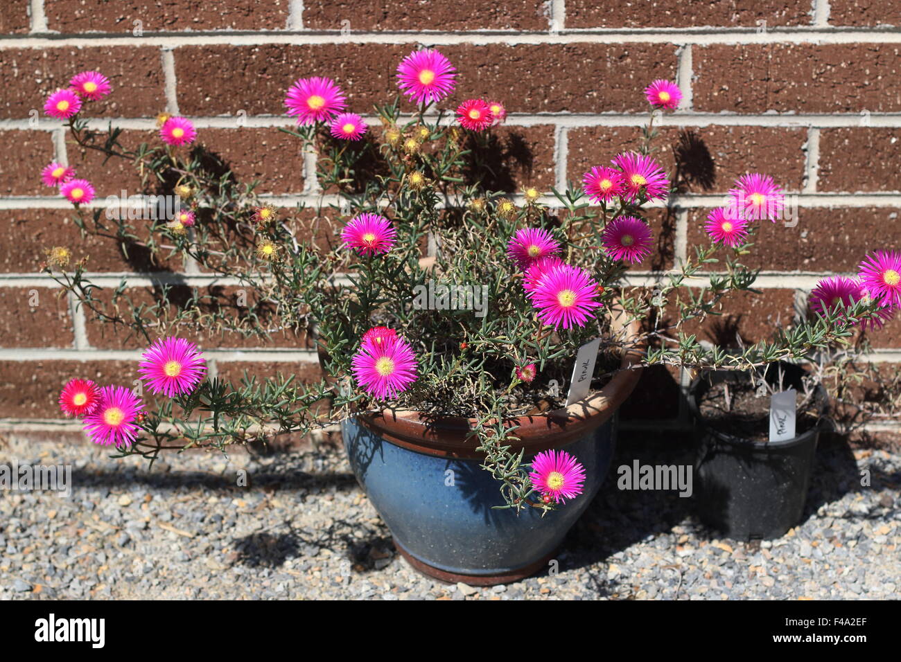 Hot Pink Pig Gesicht Blumen oder Mesembryanthemum, Eis Pflanze blüht, Livingstone Gänseblümchen in voller Blüte Stockfoto