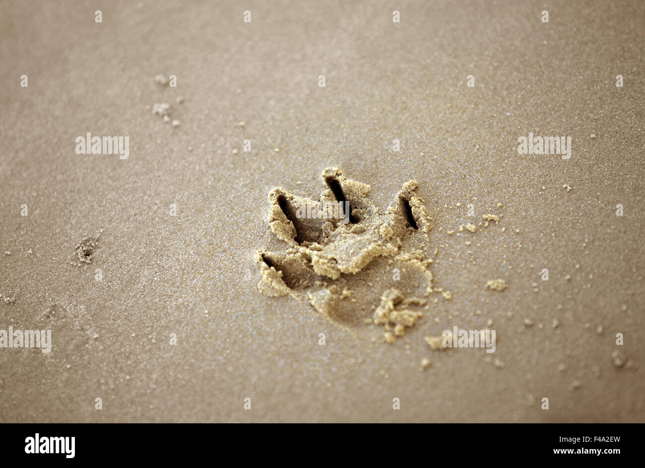 Hundepfote print im sand Stockfoto