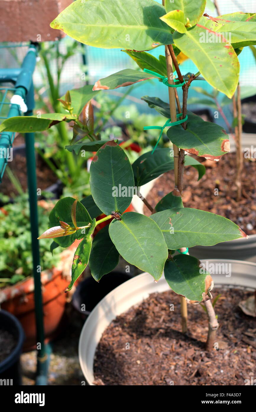 Wachsende Syzygium Samarangense oder bekannt als Wachs Jambu in einem Topf Stockfoto