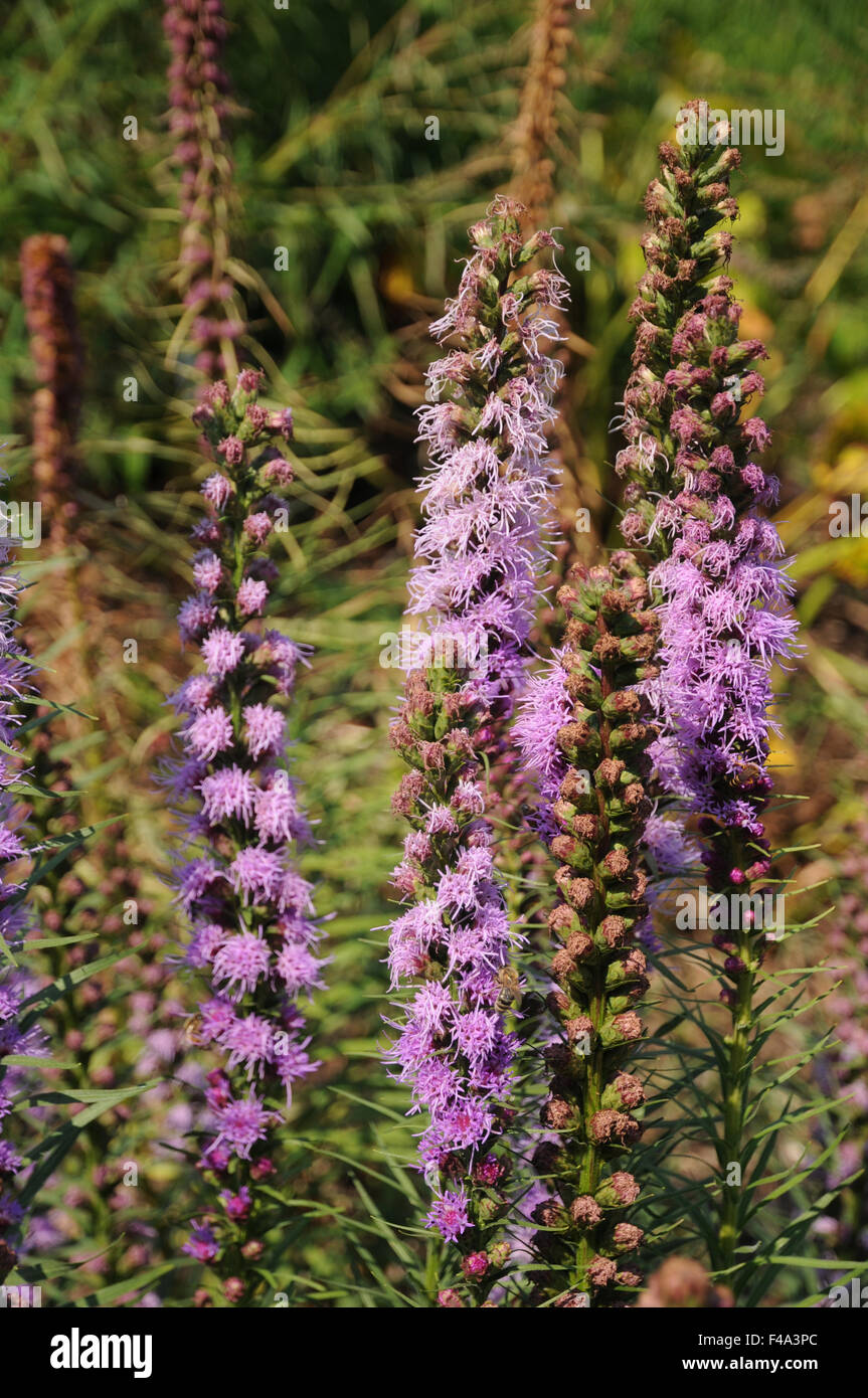 Schuppige Blazing star Stockfoto