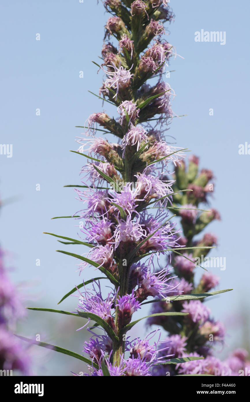 Schuppige Blazing star Stockfoto