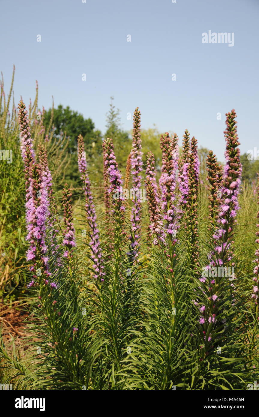Schuppige Blazing star Stockfoto