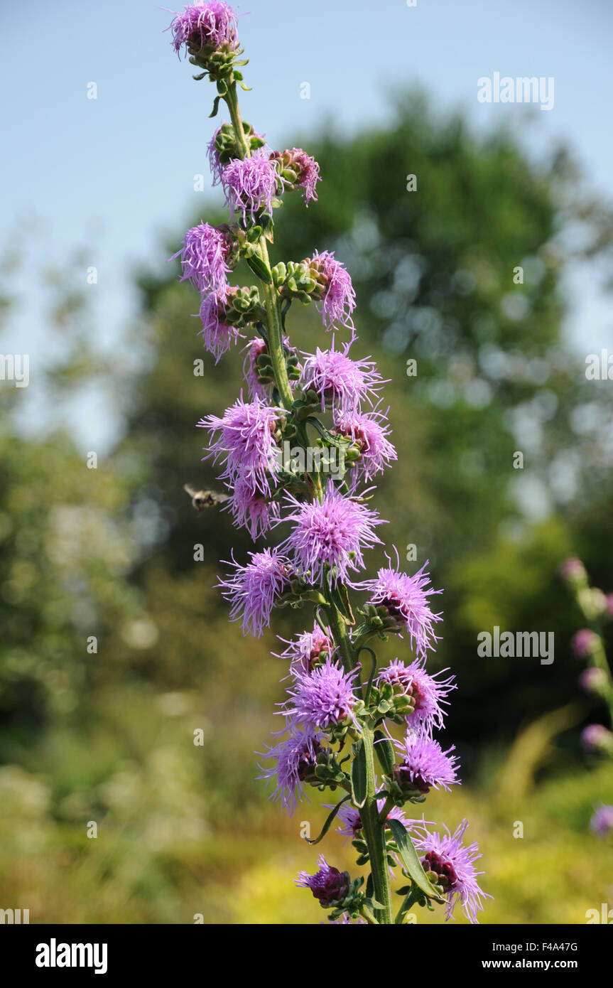 Grobe Bazing Stern Stockfoto