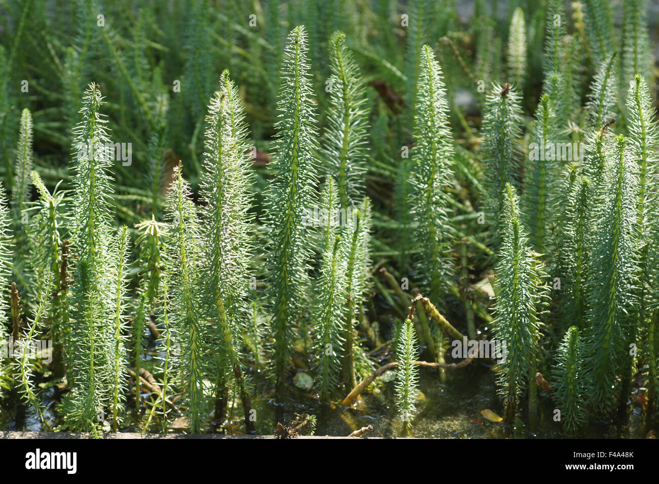 Stuten-tail Stockfoto