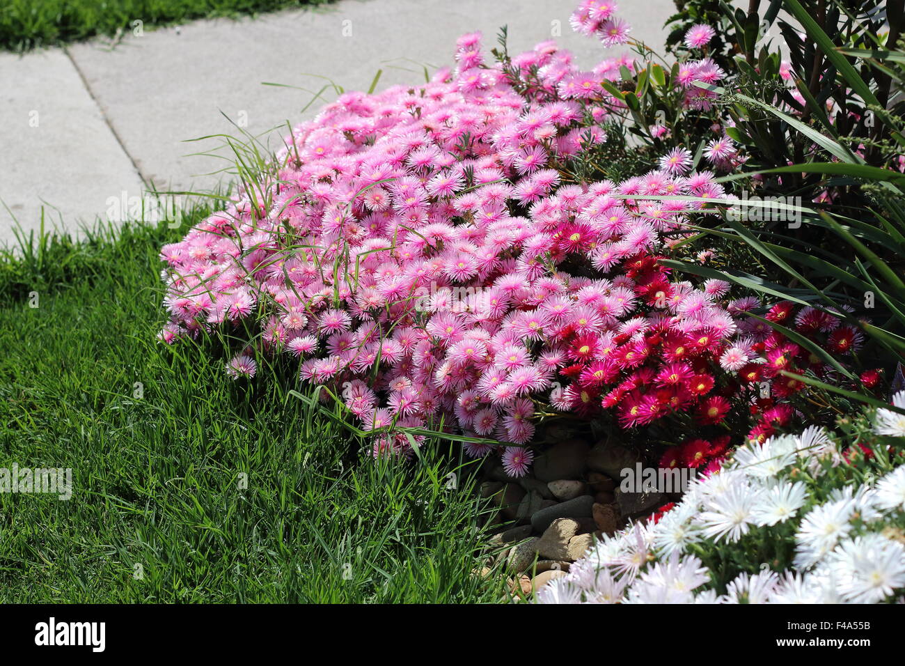 Rot und rosa Pigface oder Livingstone Gänseblümchen in voller Blüte Stockfoto