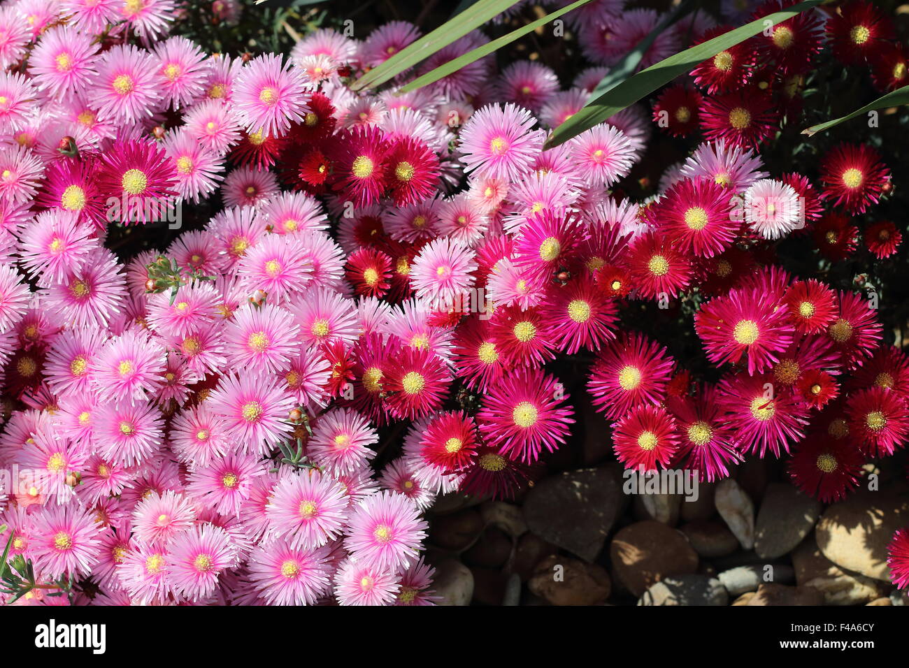 Rot und rosa Pigface oder Livingstone Gänseblümchen in voller Blüte Stockfoto