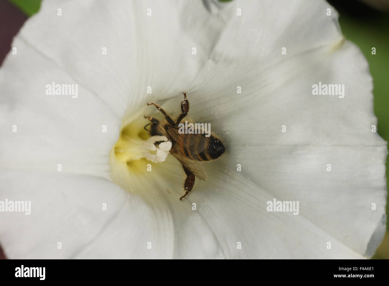 Hecke Ackerwinde Stockfoto
