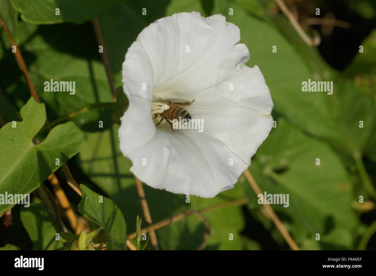 Hecke Ackerwinde Stockfoto