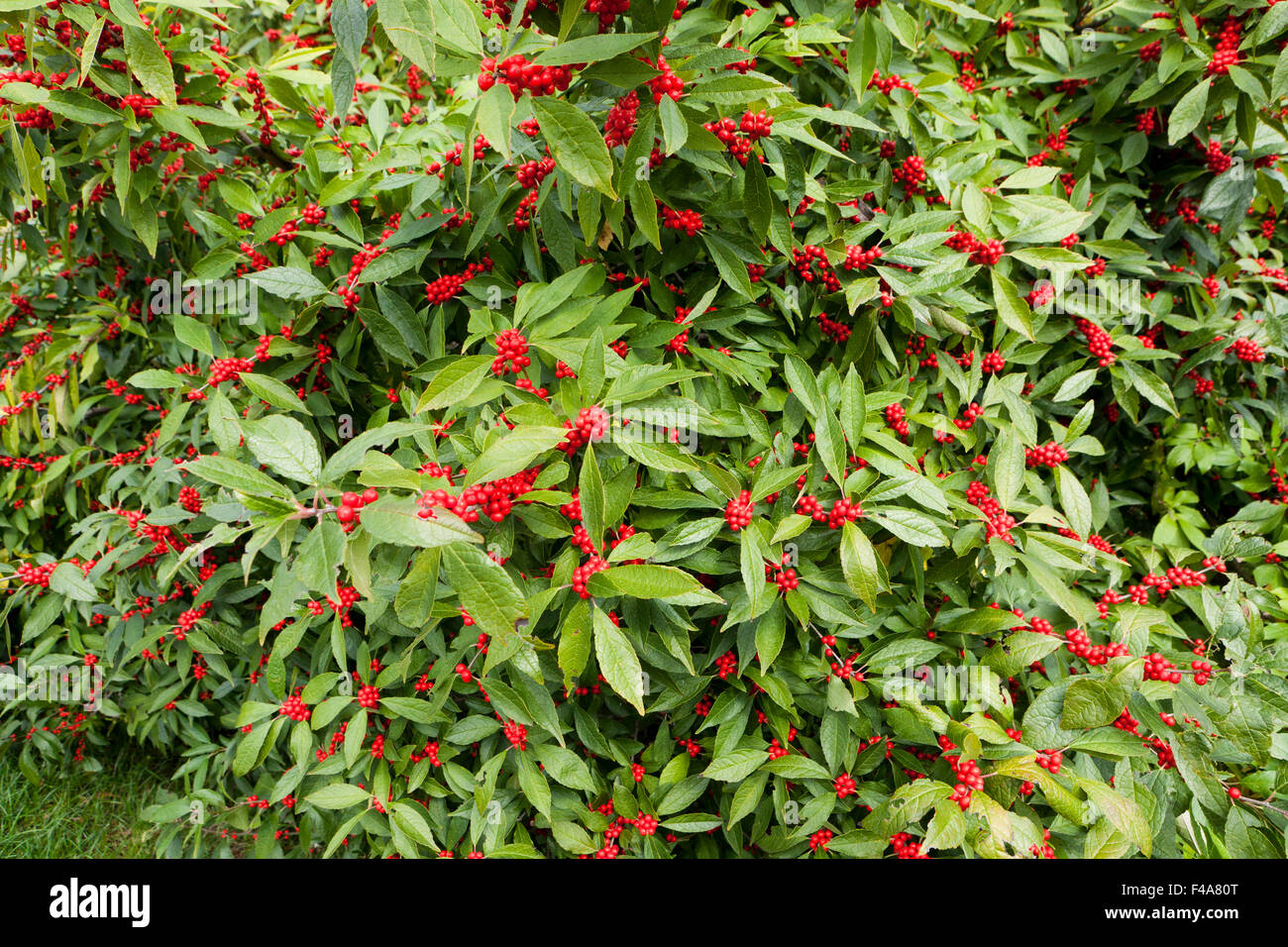 Winterberry Stechpalme (Ilex Verticillata) - Winter rot Strauch Blätter und Beeren - Virginia USA Stockfoto