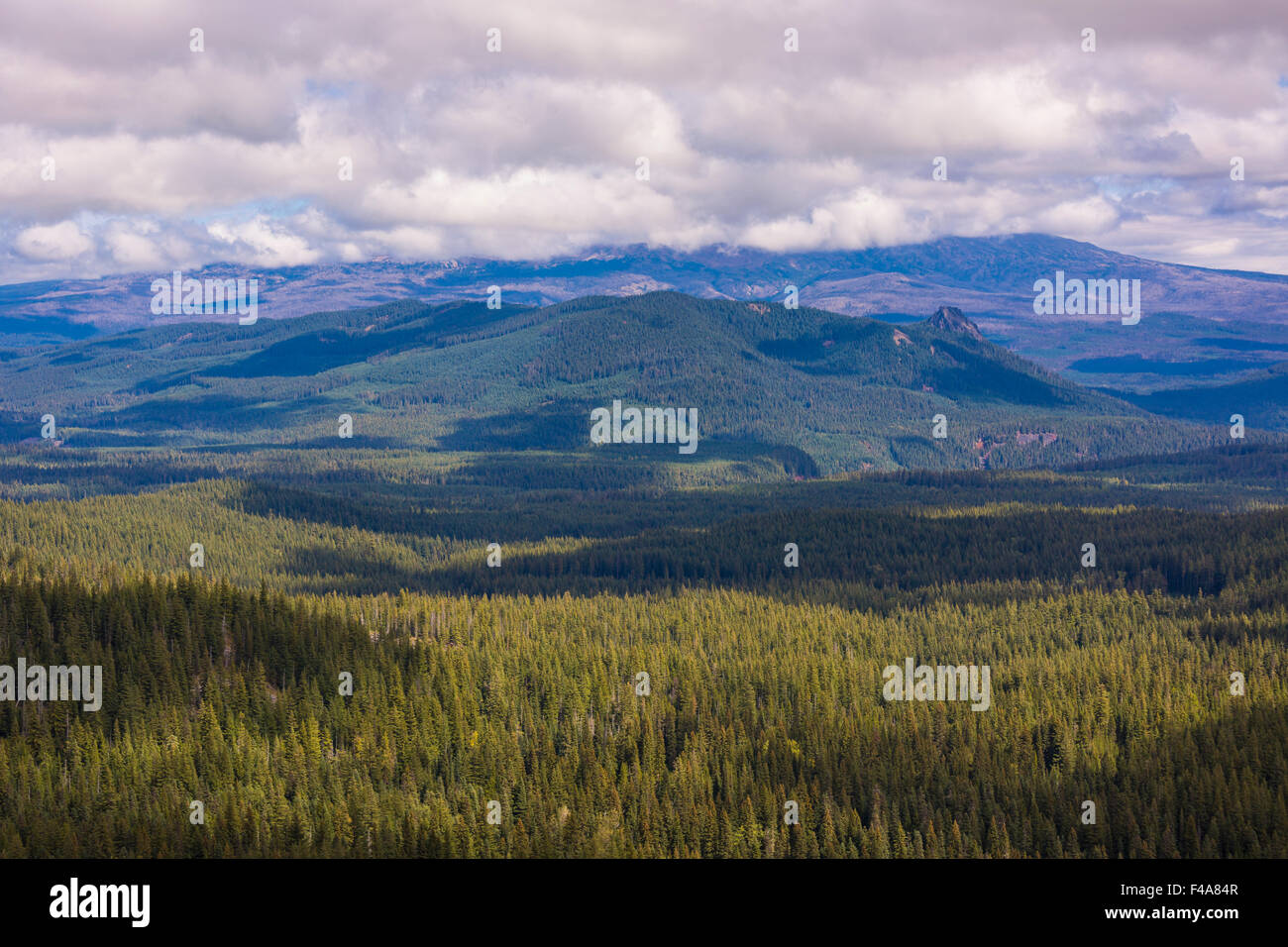 GIFFORD PINCHOT NATIONAL FOREST, WASHINGTON, USA - Indian Heaven Wilderness. Stockfoto