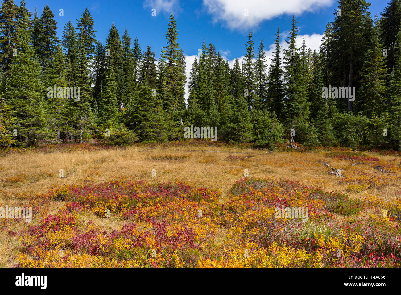 GIFFORD PINCHOT NATIONAL FOREST, WASHINGTON, USA - Herbstlaub in Indian Heaven Wilderness. Stockfoto
