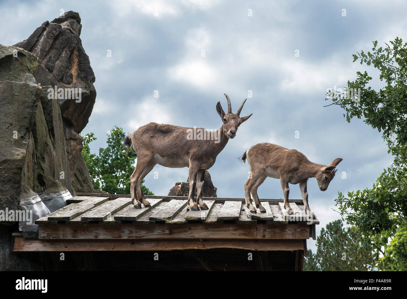 Deutschland, Berlin, Zoo Stockfoto